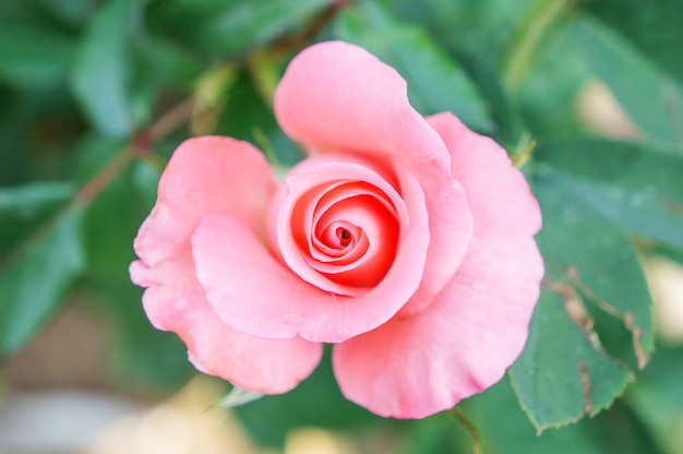 Rosa rosa in giardino.