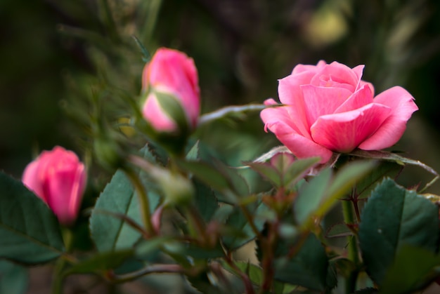 Rosa rosa in miniatura in piena fioritura