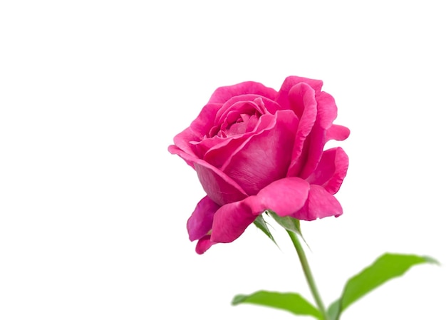 Rosa rosa isolata su bianco