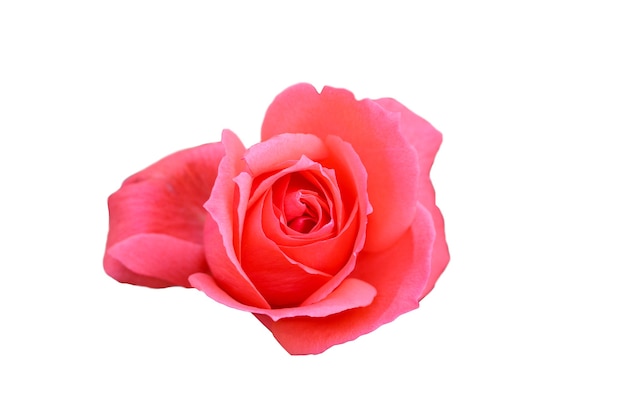 rosa rosa isolata su sfondo bianco