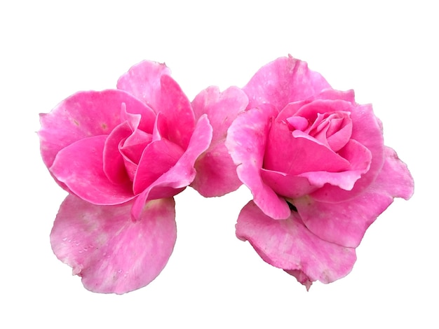 Rosa rosa isolata su sfondo bianco