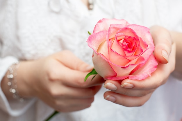 Rosa rosa nelle mani di una ga Rosa rosa nelle mani di una donna. belle mani. Un regalo per la tua amata.