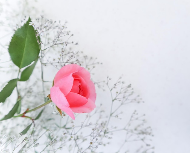 Rosa rosa su sfondo bianco Perfetto per biglietti di auguri e inviti di sfondo