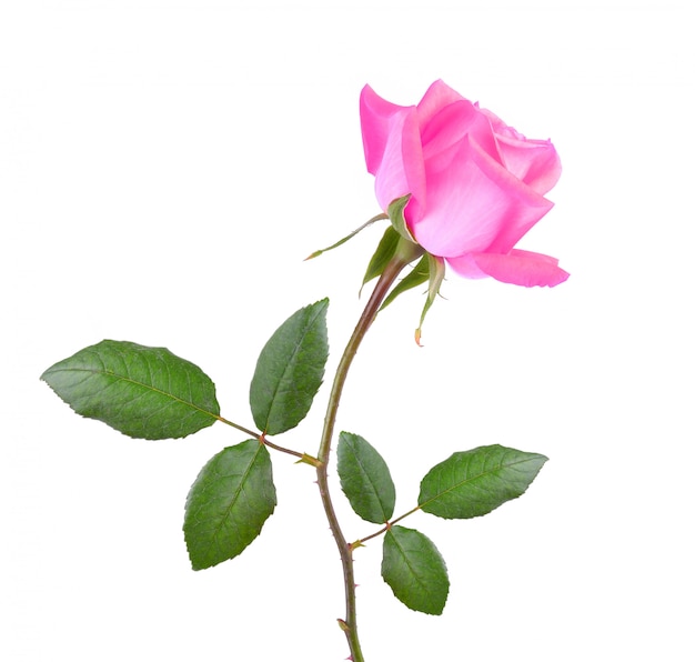 Rosa rosa sul muro bianco