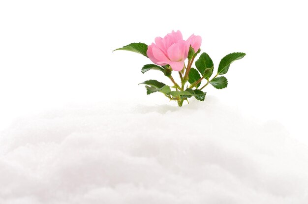 Rosa rosa sulla neve isolata su sfondo bianco