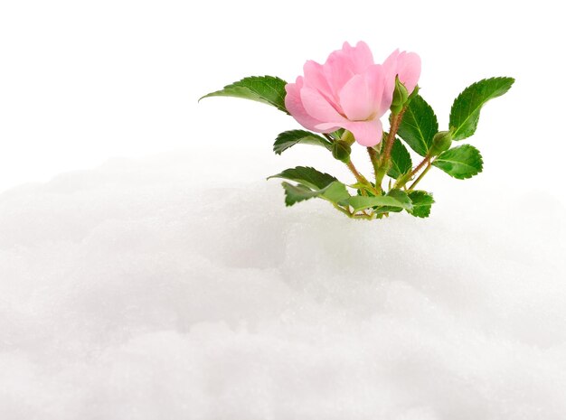 Rosa rosa sulla neve