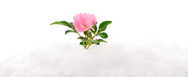 Rosa rosa sulla neve