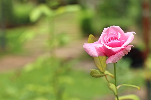 Rosa rosa tropicale