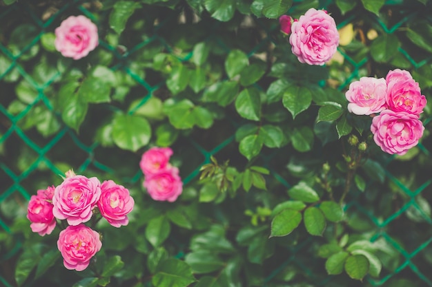 Rosa rose rampicanti sul recinto in fiore nel giardino