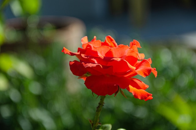 Rosa rossa al sole in giardino in una giornata estiva. La bellezza e la diversità dei fiori.