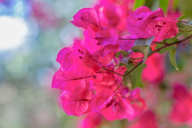 Rosa rossa brasiliana