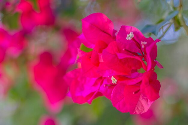 Rosa rossa brasiliana