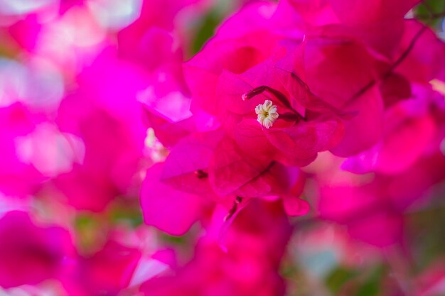 Rosa rossa brasiliana