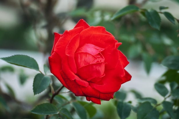 Rosa rossa che cresce allo stato brado su uno sfondo naturale verde