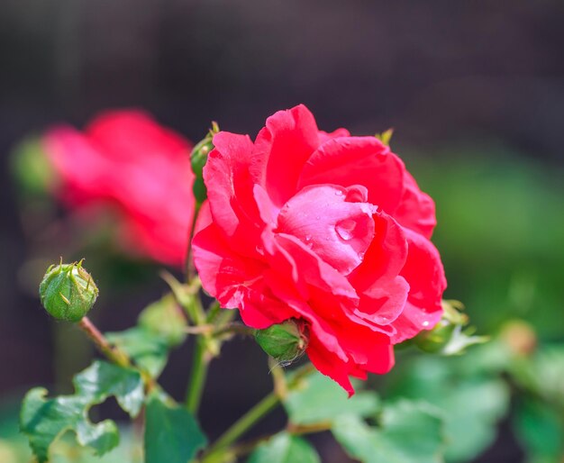 Rosa rossa come naturale