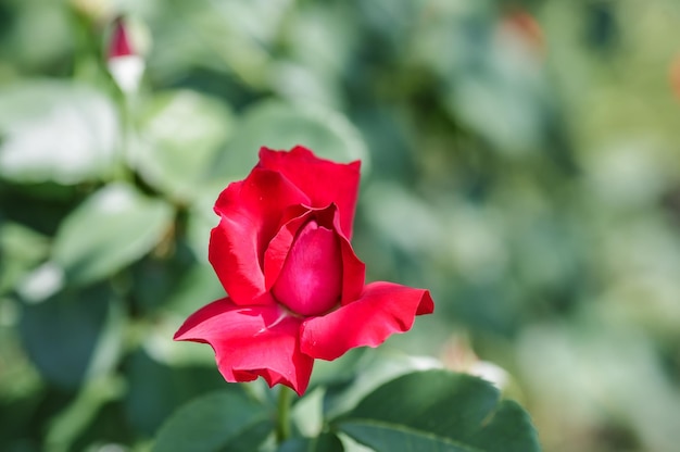 Rosa rossa come naturale