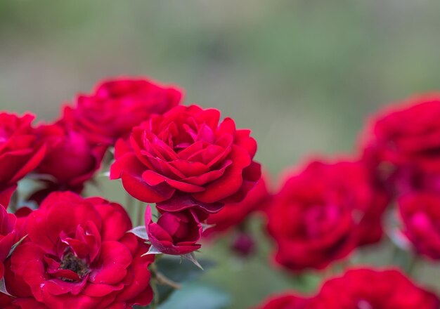 Rosa rossa come naturale