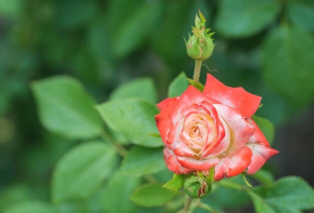 Rosa rossa come naturale