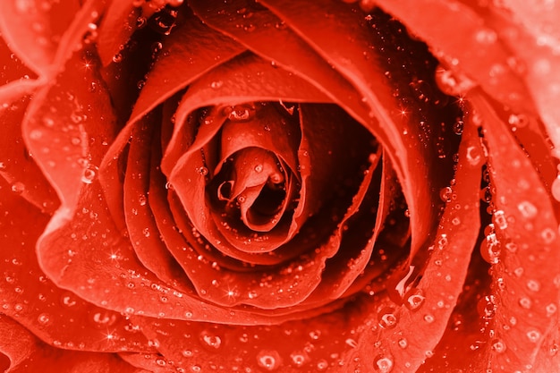 Rosa rossa con gocce d'acqua e fiori luminosi Close Up macro sullo sfondo