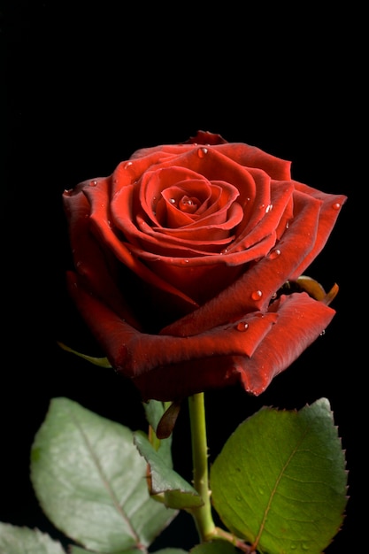 Rosa rossa con gocce d'acqua su fondo nero