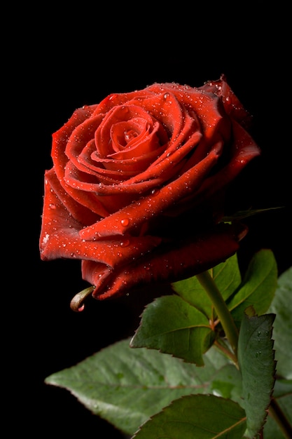 Rosa rossa con gocce d'acqua su fondo nero