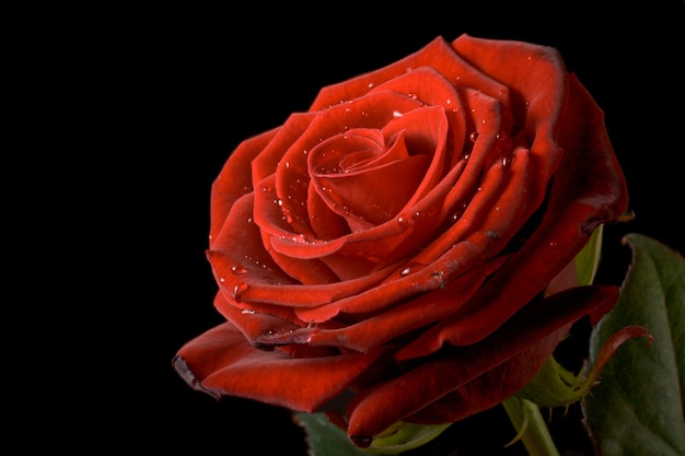 Rosa rossa con gocce d'acqua su fondo nero