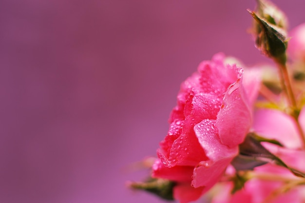 Rosa rossa con gocce d'acqua su sfondo rosa