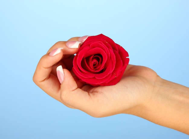 Rosa rossa con la mano della donna sulla superficie blu