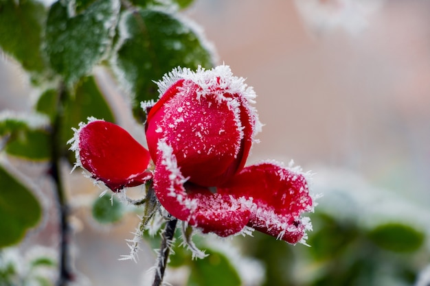 Rosa rossa coperta di brina in giardino in autunno o all'inizio dell'inverno