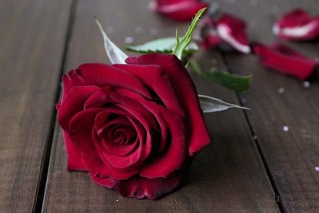 Rosa rossa del fiore sulla tavola di legno