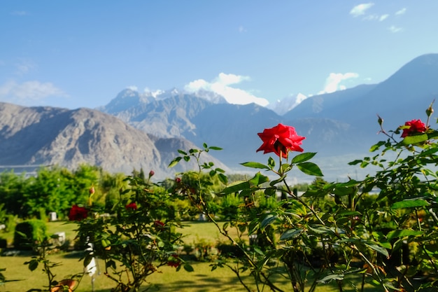 Rosa rossa di fioritura contro la vista di paesaggio di fogliame verde in estate e catena montuosa del Karakoram