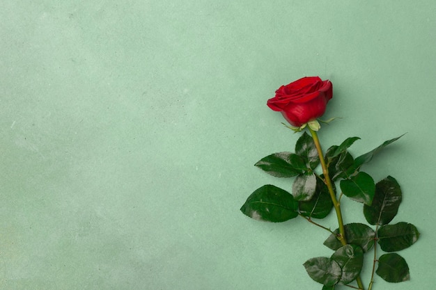 Rosa rossa di fioritura su uno spazio verde della copia del fondo di struttura
