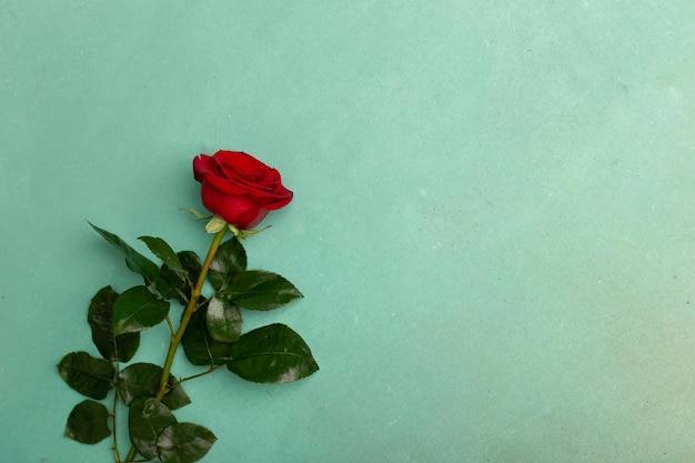 Rosa rossa di fioritura su uno spazio verde della copia del fondo di struttura