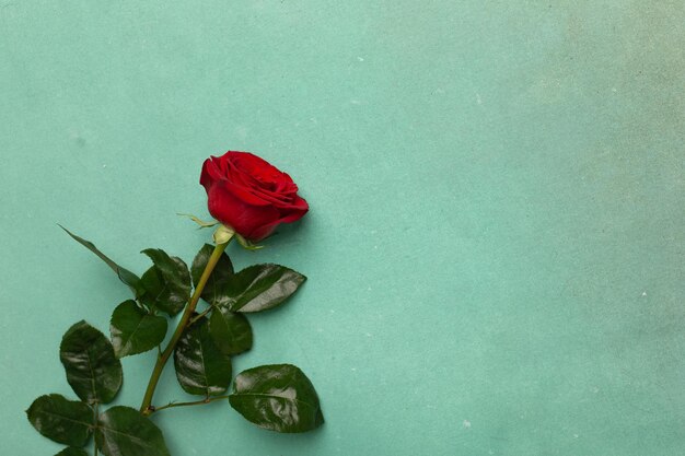 Rosa rossa di fioritura su uno spazio verde della copia del fondo di struttura