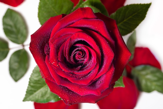 Rosa rossa e petali di rosa isolati su sfondo bianco vista dall'alto Gocce di rugiada su un fiore Macro foto