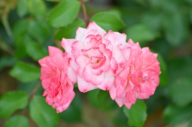 Rosa rossa fiore close up.Rosa 'Double Delight'