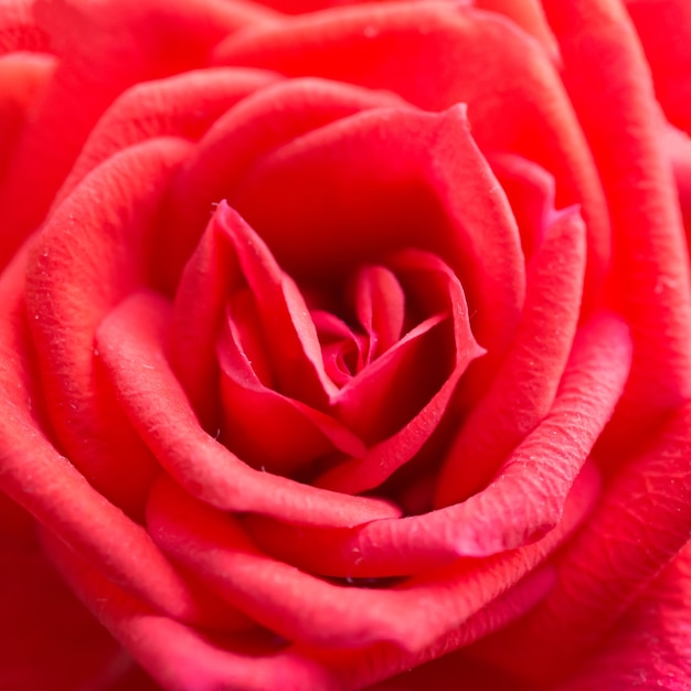 Rosa rossa, fiore romantico. Colpo a macroistruzione del primo piano