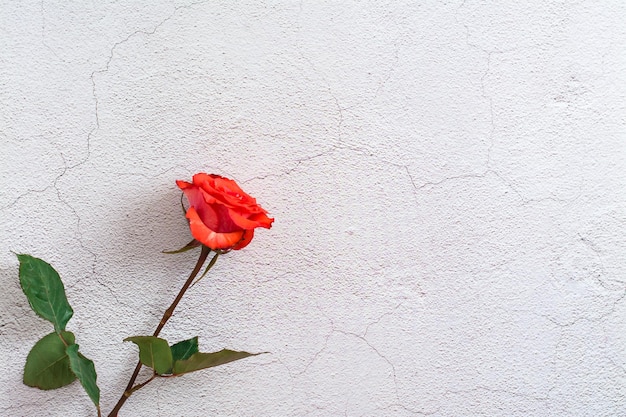 Rosa rossa fresca con foglie su sfondo grigio texture Vista dall'alto Spazio di copia