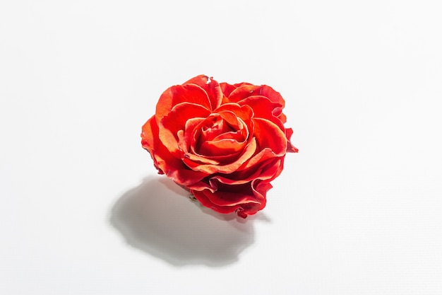 Rosa rossa fresca isolata su bianco