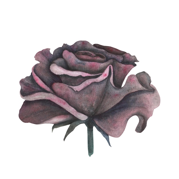 Rosa rossa gotica scura con trama magica isolata su sfondo bianco Schizzo botanico disegnato a mano dell'acquerello iIllustration Arte per il design mistico halloween strega decorazione cartolina d'auguri spaventoso