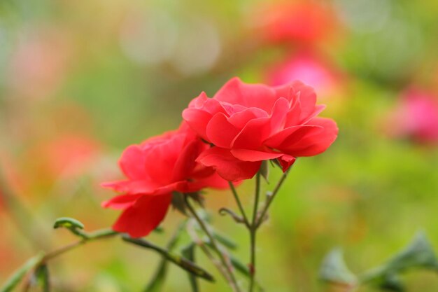 Rosa rossa in fiore nel giardino Vista in primo piano di bellissimi fiori rosa rossa Colorata rosa rossa nel giardino