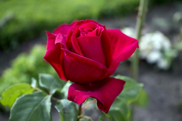 Rosa rossa in giardino durante l'estate