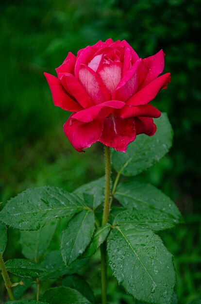 Rosa rossa in giardino in una soleggiata giornata estiva