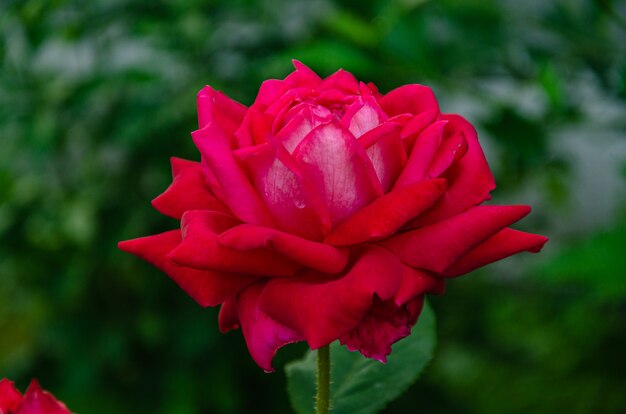 Rosa rossa in giardino in una soleggiata giornata estiva