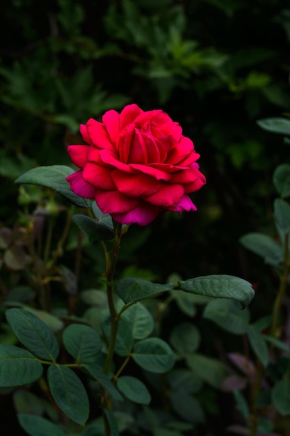 Rosa rossa in giardino sullo sfondo di foglie verdi