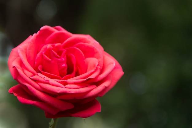 Rosa rossa in giardino