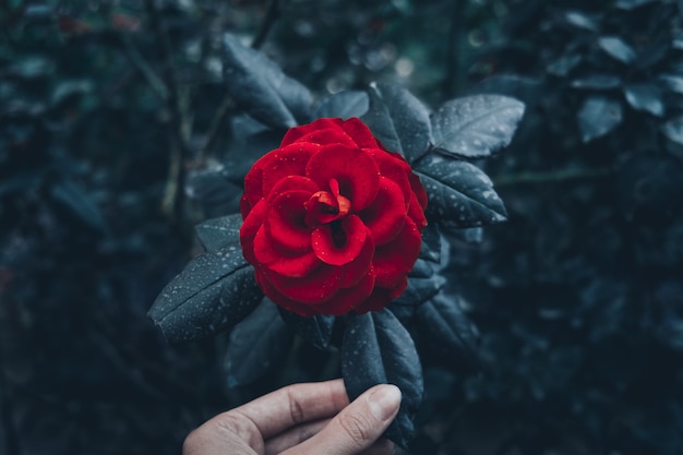 Rosa rossa in giardino