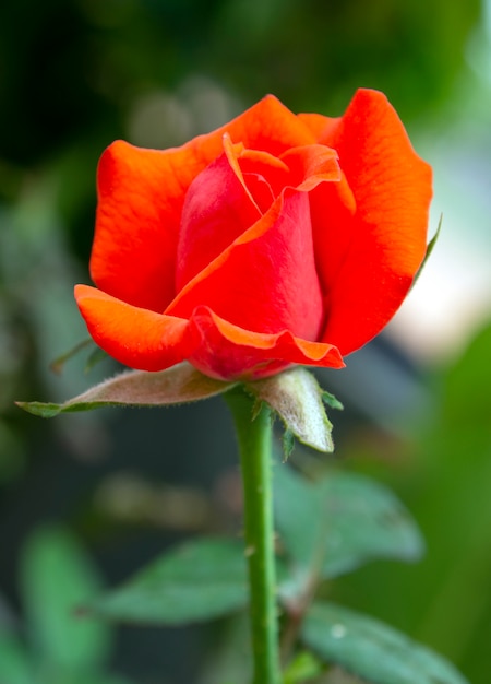 rosa rossa in giardino