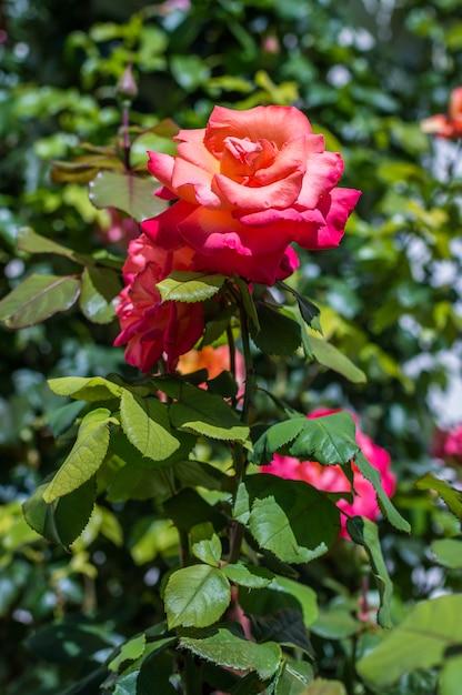 Rosa rossa in giardino