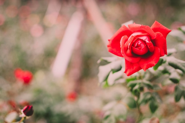 Rosa rossa in giardino